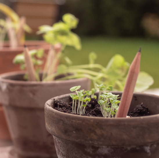 Crayon à planter